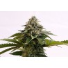 AMNESIA DREAM XL AUTO · Kannabia Seed Company · kenevir tohumu · Disi · AutoFem