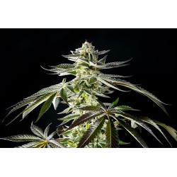 APPLE & BANANAS · Kannabia Seed Company · cannabis seeds · Fem