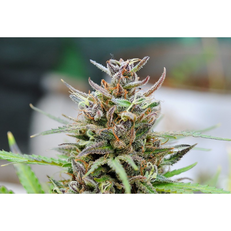 BABY BOOM AUTO · Kannabia Seed Company · kenevir tohum · Disi · AutoFem
