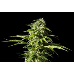 BIG BULL · Kannabia Seed Company · cannabis seeds · Fem