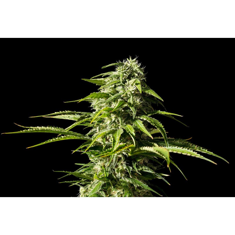 BIG BULL · Kannabia Seed Company · kenevir tohum · Disi · Fem