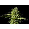 BIG BULL · Kannabia Seed Company · kenevir tohum · Disi · Fem