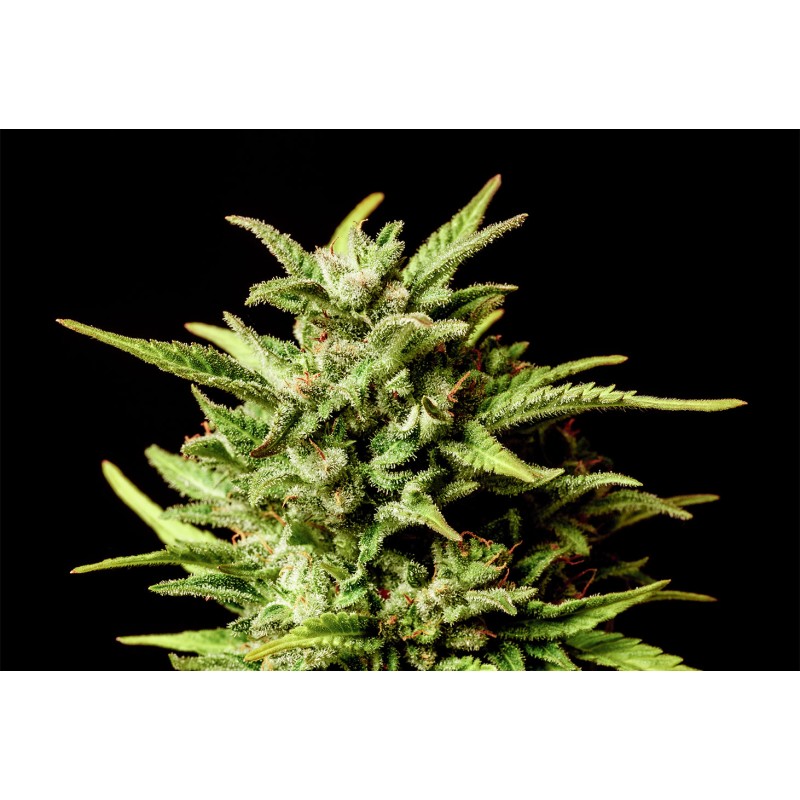 BREAK UP CAKE AUTO · Kannabia Seed Company · kenevir tohumu · Disi · AutoFem