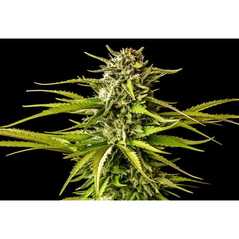 BREAK-UP CAKE · Kannabia Seed Company · kenevir tohum · Disi · Fem