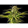 BREAK-UP CAKE · Kannabia Seed Company · kenevir tohum · Disi · Fem