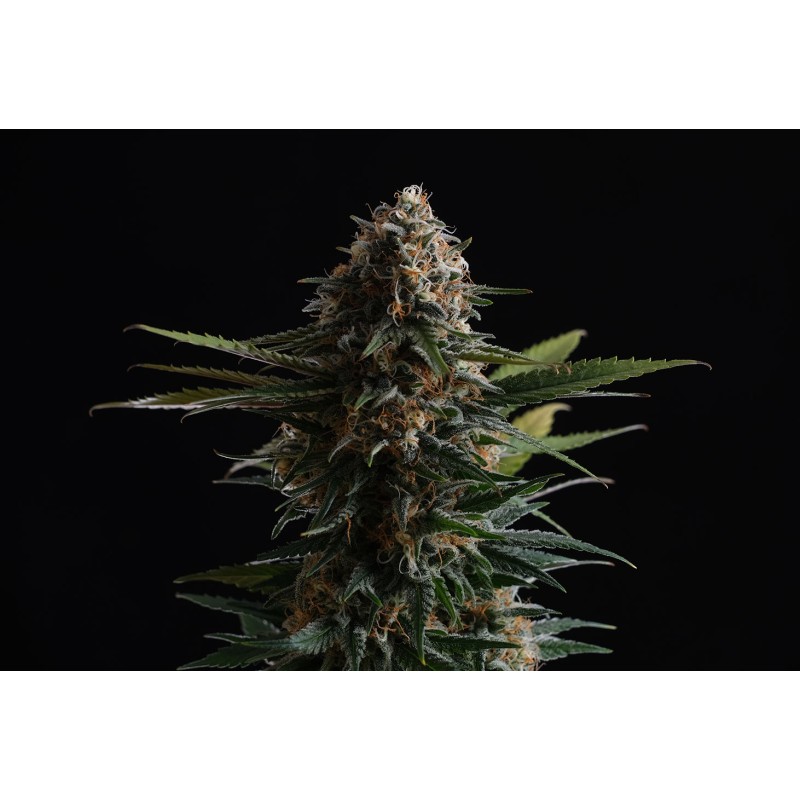 CANDY CREAM GO FAST · Kannabia Seed Company · cannabis seeds · Fem