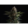 CANDY CREAM GO FAST · Kannabia Seed Company · cannabis seeds · Fem