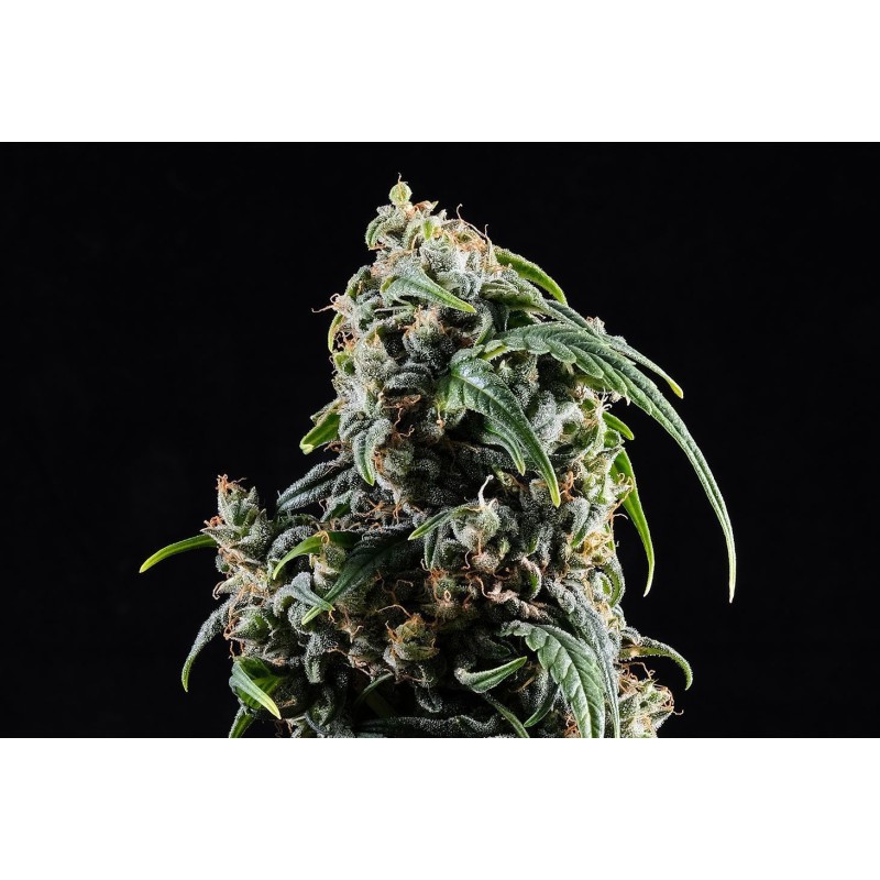 CBDV AUTO · Kannabia Seed Company · kenevir tohumu · Disi · AutoFem