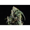 CBDV AUTO · Kannabia Seed Company · kenevir tohumu · Disi · AutoFem