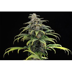 CBG AUTO · Kannabia Seed...