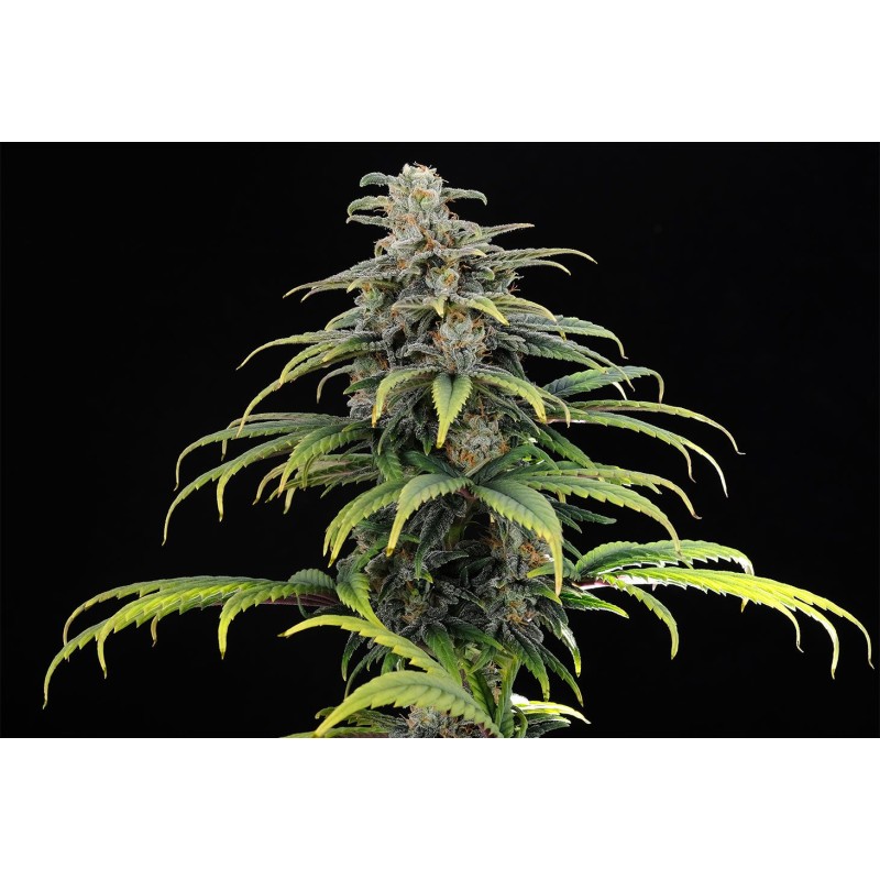 CBG AUTO · Kannabia Seed Company · kenevir tohumu · Disi · AutoFem