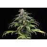 CBG AUTO · Kannabia Seed Company · kenevir tohumu · Disi · AutoFem