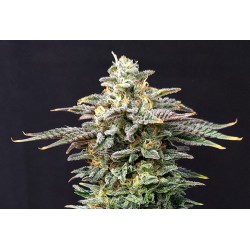 CHERRY DREAM · Kannabia Seed Company · kenevir tohum · Disi · Fem