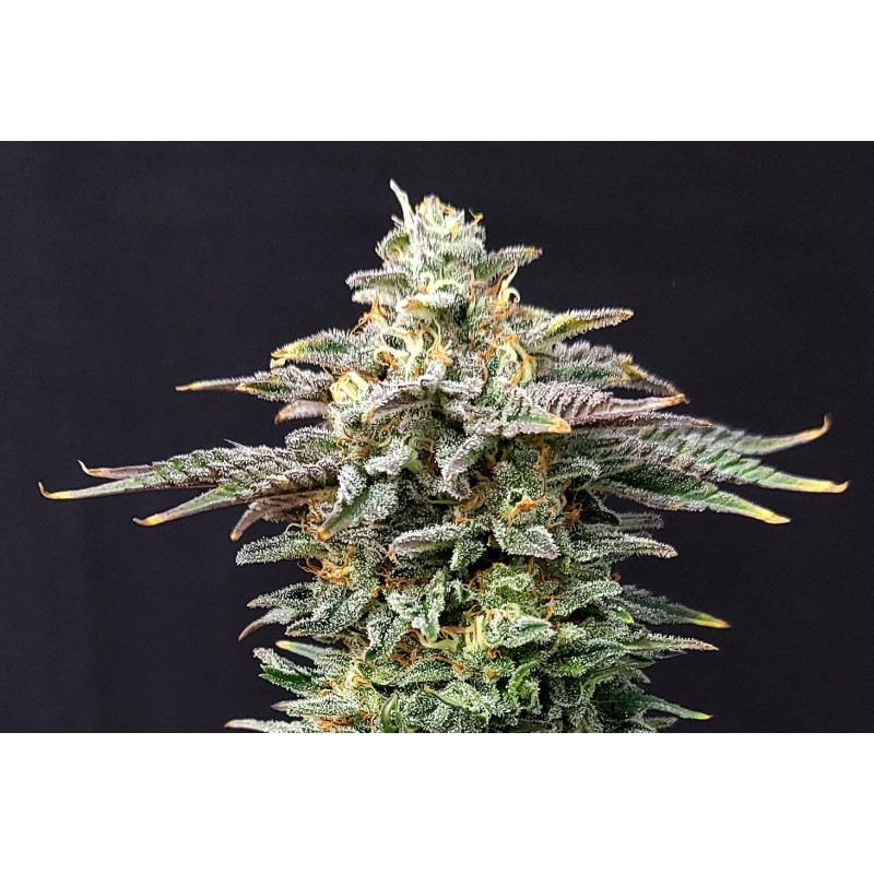 CHERRY DREAM · Kannabia Seed Company · kenevir tohum · Disi · Fem