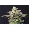 CHERRY DREAM · Kannabia Seed Company · kenevir tohum · Disi · Fem