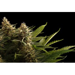 COLOMBIAN JACK · Kannabia Seed Company · kenevir tohum · Disi · Fem