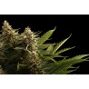 COLOMBIAN JACK · Kannabia Seed Company · kenevir tohum · Disi · Fem