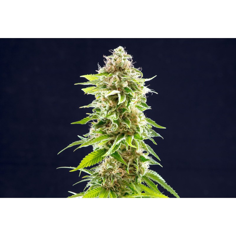 COOKIES HAZE · Kannabia Seed Company · cannabis seeds · Fem