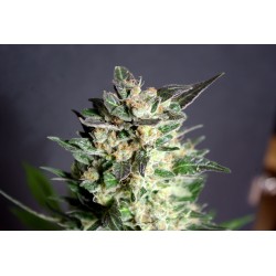 DIESEL GLUE · Kannabia Seed Company · kenevir tohum · Disi · Fem