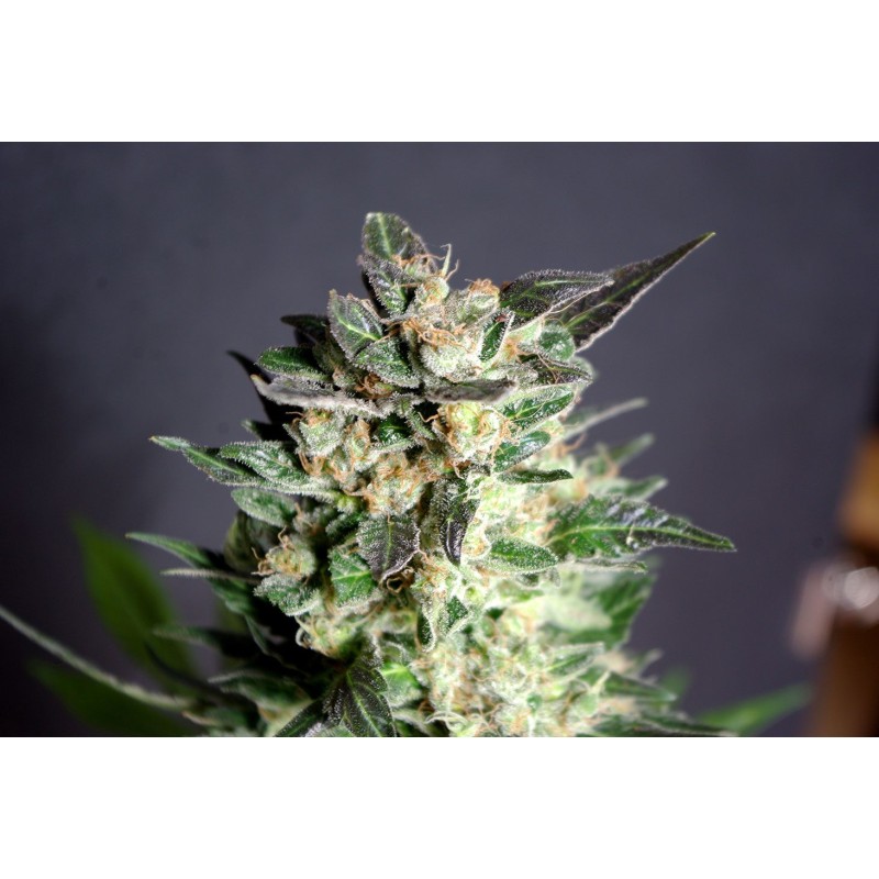 DIESEL GLUE · Kannabia Seed Company · cannabis seeds · Fem