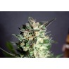 DIESEL GLUE · Kannabia Seed Company · cannabis seeds · Fem