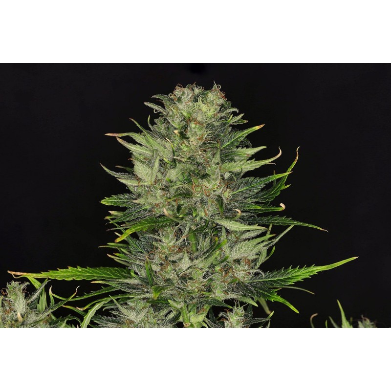 DOSIDOS AUTO · Kannabia Seed Company · kenevir tohumu · Disi · AutoFem