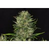 DOSIDOS AUTO · Kannabia Seed Company · kenevir tohumu · Disi · AutoFem
