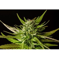 DOSIDOS · Kannabia Seed Company · kenevir tohum · Disi · Fem