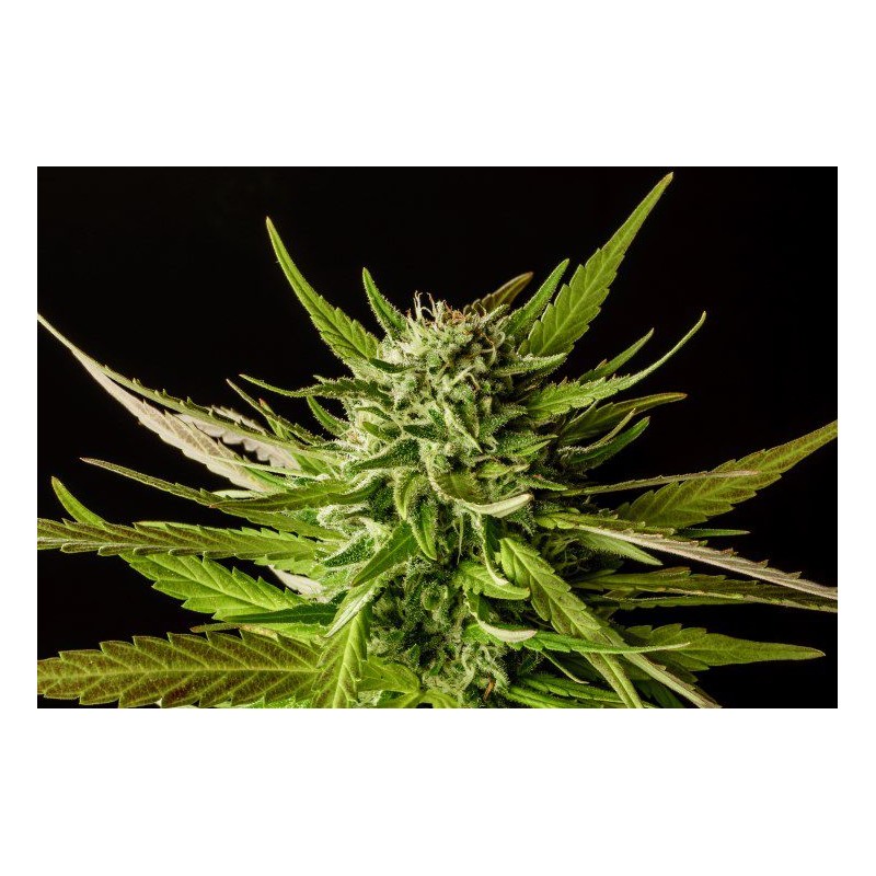 DOSIDOS · Kannabia Seed Company · kenevir tohum · Disi · Fem
