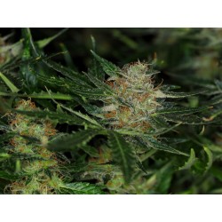 DREAM SHERBET AUTO ·...