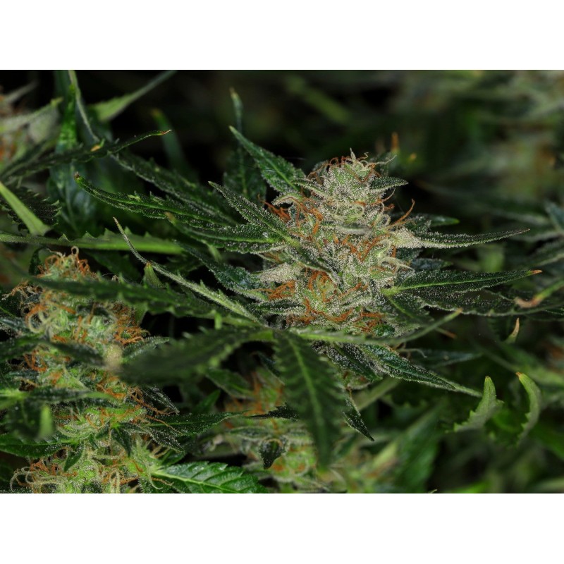 DREAM SHERBET AUTO · Kannabia Seed Company · kenevir tohumu · Disi · AutoFem