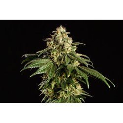 DREAM SHERBET · Kannabia Seed Company · kenevir tohum · Disi · Fem