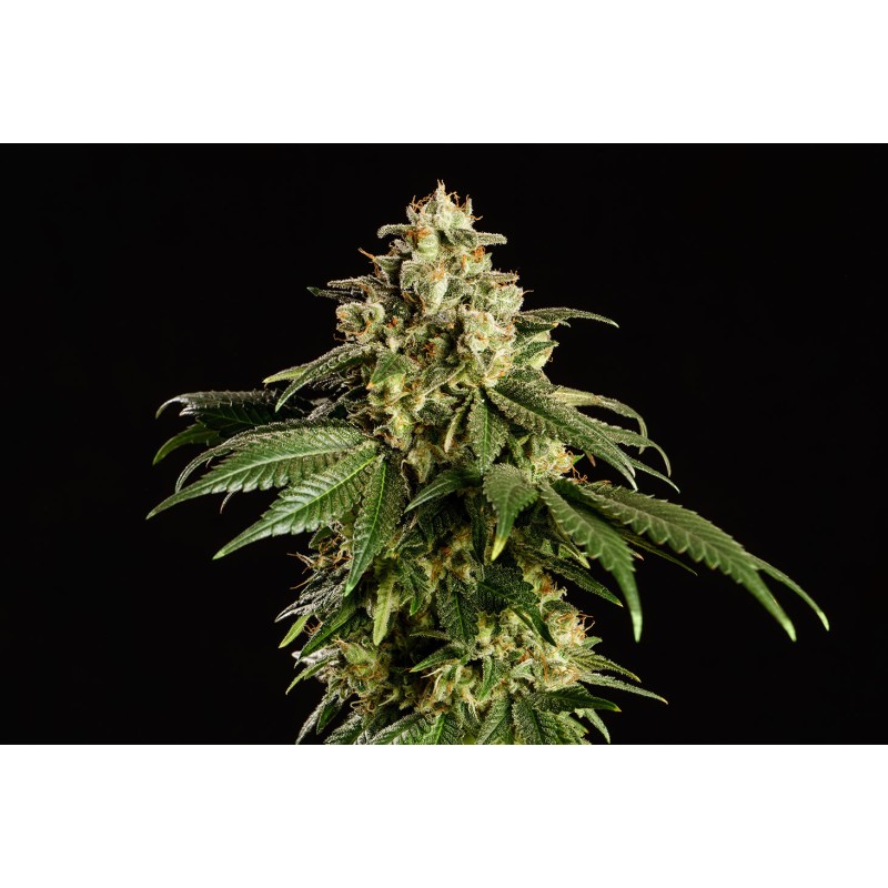 DREAM SHERBET · Kannabia Seed Company · kenevir tohum · Disi · Fem