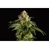 DREAM SHERBET · Kannabia Seed Company · kenevir tohum · Disi · Fem
