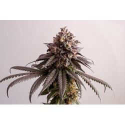 GELATO-K · Kannabia Seed Company · cannabis seeds · Fem