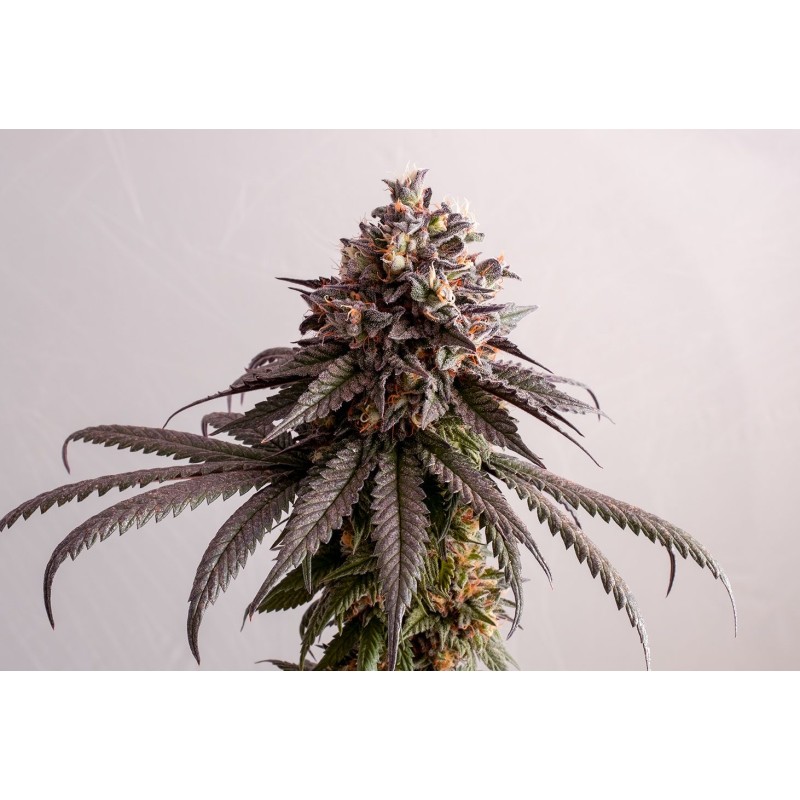 GELATO-K · Kannabia Seed Company · cannabis seeds · Fem