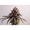 GELATO-K · Kannabia Seed Company · kenevir tohum · Disi · Fem
