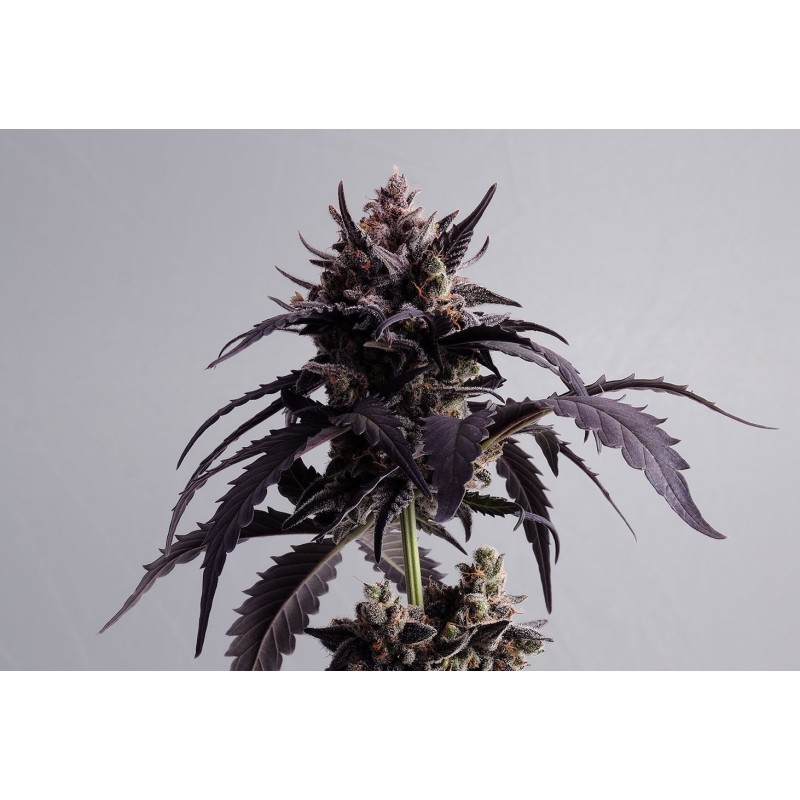 GINGER PUNCH AUTO · Kannabia Seed Company · kenevir tohumu · AutoFem