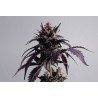 GINGER PUNCH AUTO · Kannabia Seed Company · kenevir tohumu · AutoFem