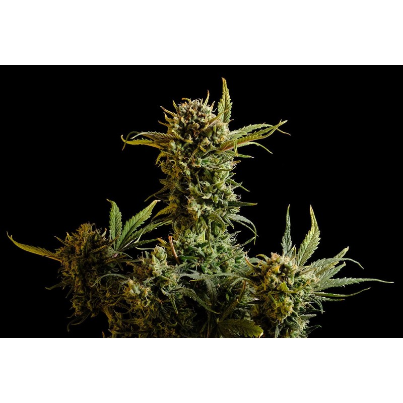 GNOMO AUTO · Kannabia Seed Company · kenevir tohum · Disi · AutoFem