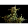 GNOMO AUTO · Kannabia Seed Company · kenevir tohum · Disi · AutoFem