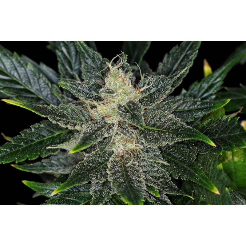 GORILLA KING AUTO · Kannabia Seed Company · kenevir tohumu · Disi · AutoFem