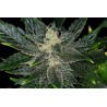 GORILLA KING AUTO · Kannabia Seed Company · kenevir tohumu · Disi · AutoFem