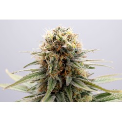 GSC · Kannabia Seed Company · cannabis seeds · Fem