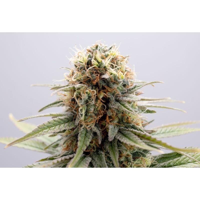 GSC · Kannabia Seed Company · kenevir tohum · Disi · Fem
