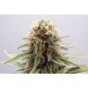 GSC · Kannabia Seed Company · kenevir tohum · Disi · Fem