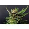 GYPSY KUSH · Kannabia Seed Company · kenevir tohum · Disi · Fem