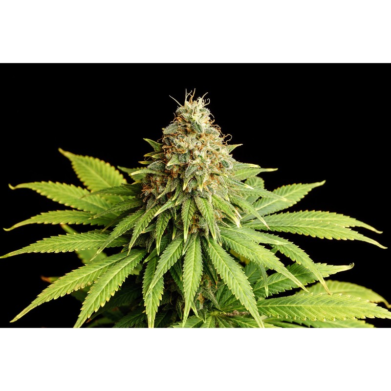 HELLFIRE OG · Kannabia Seed Company · cannabis seeds · Fem