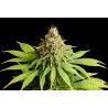 HELLFIRE OG · Kannabia Seed Company · cannabis seeds · Fem