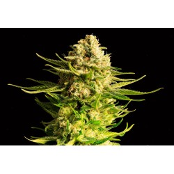 INDICA CREAM · Kannabia Seed Company · kenevir tohum · Disi · Fem